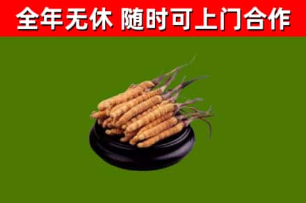 遂川烟酒回收冬虫夏草.jpg